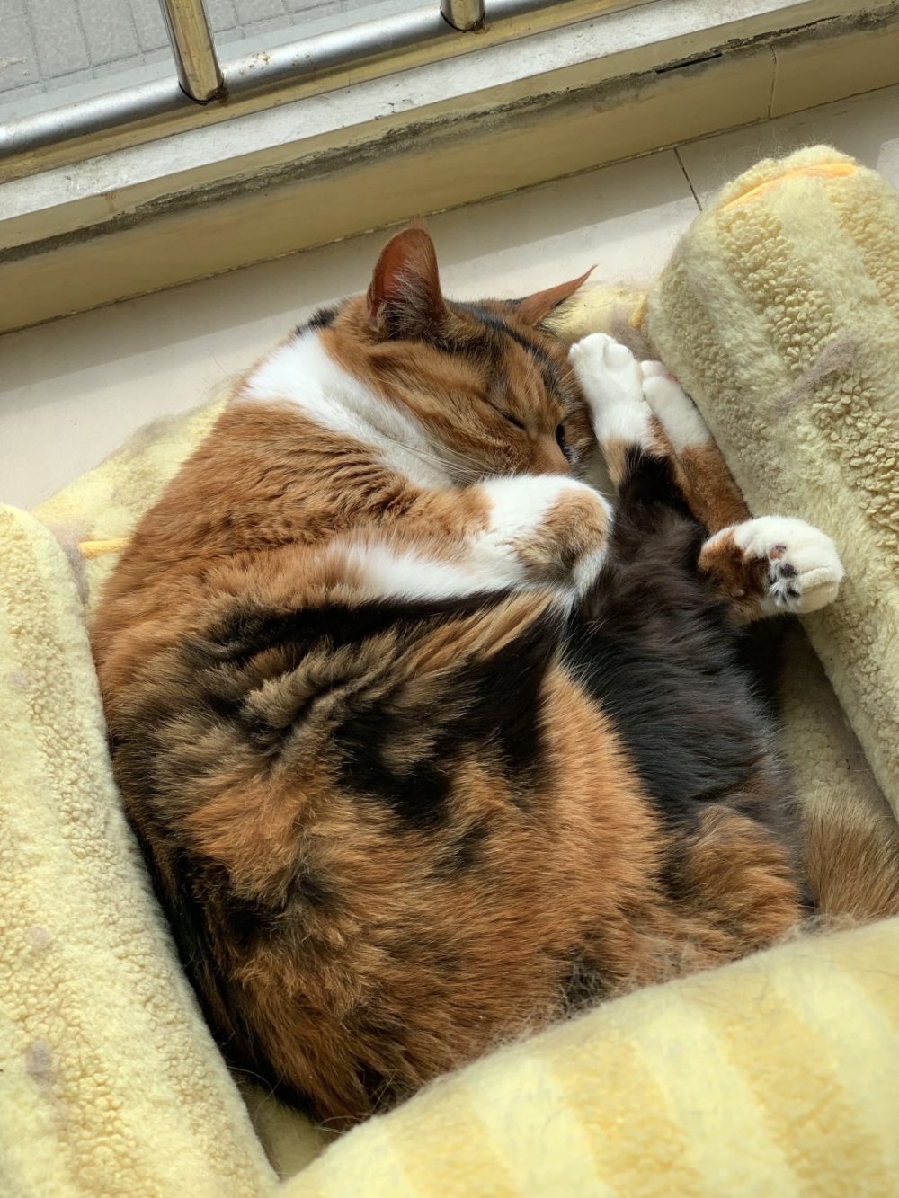 養了十一年的愛貓因為「亂拉亂尿」問題一直讓飼主無法忍受