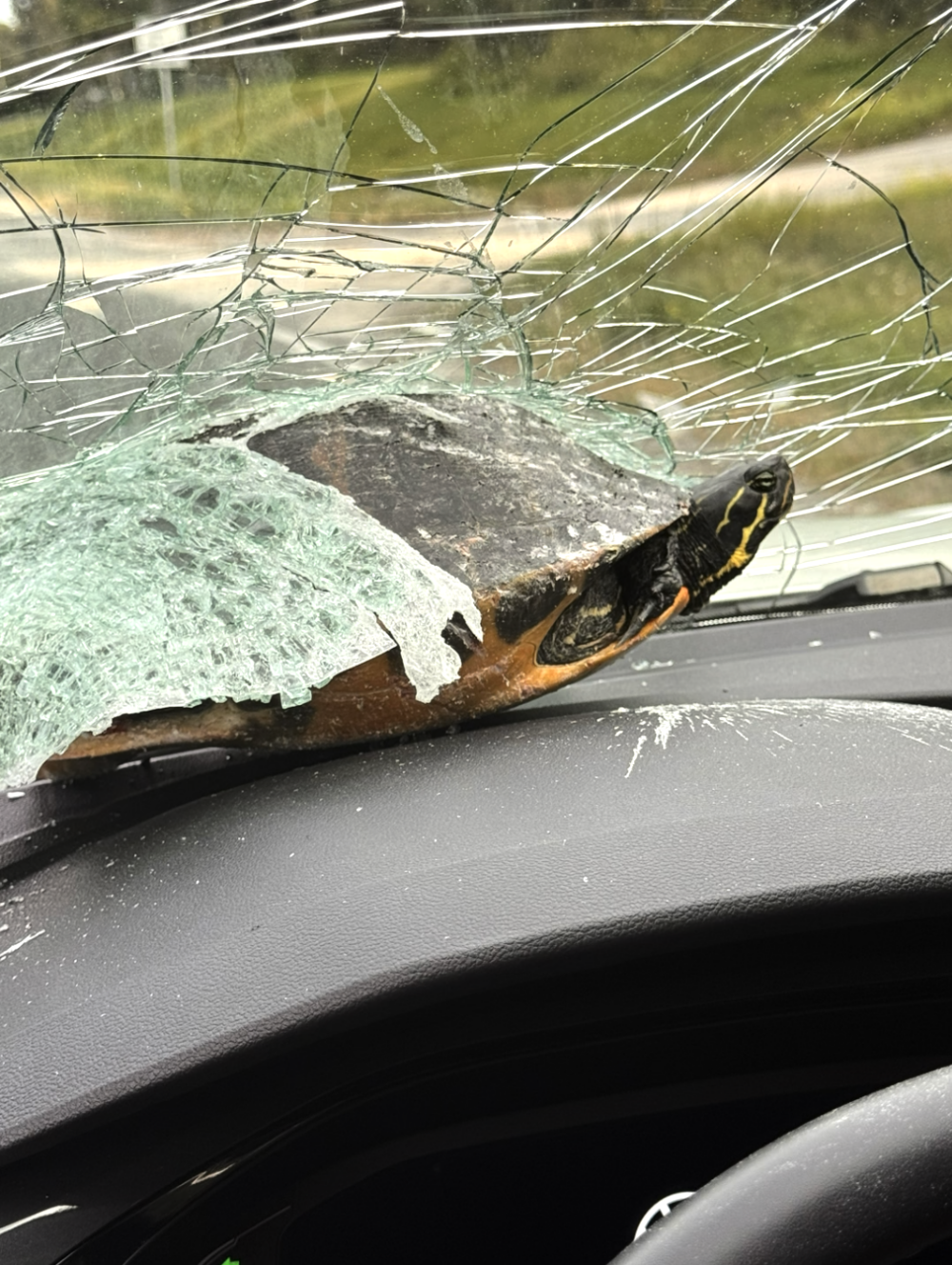 現場畫面顯示,烏龜「安坐」在中控台上,毫髮無傷,甚至有些疑惑地四處張望,徬彿不明白自己怎麼會身處車內!