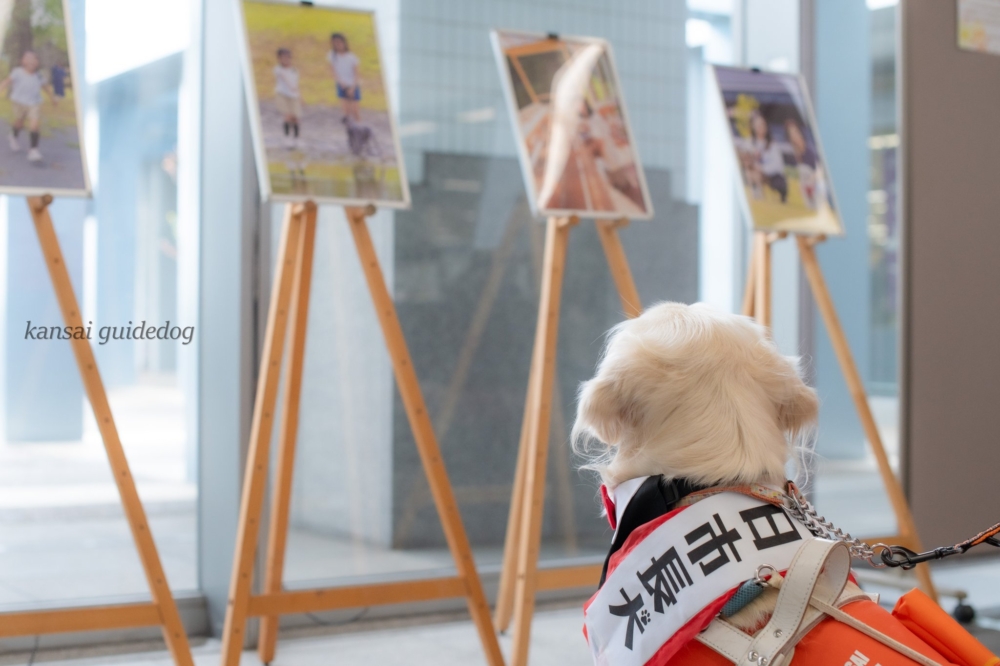 此次受邀擔任一日市長，也象徵龜岡市與犬隻之間的深厚淵源～