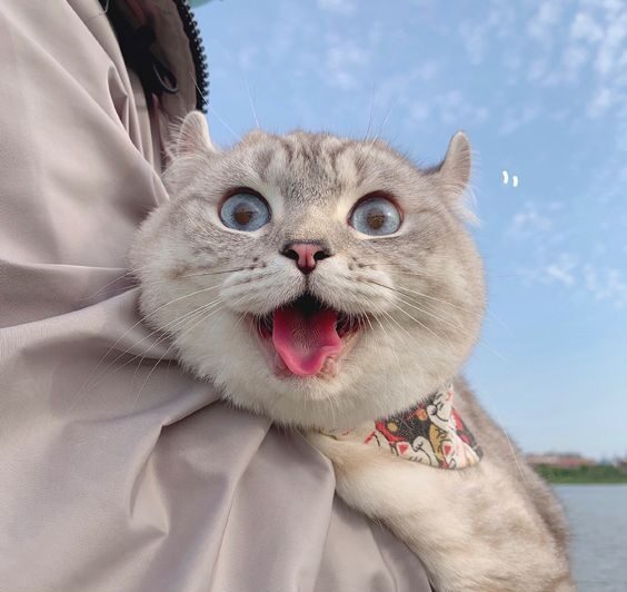 熱烈、持續的「喵喵喵」