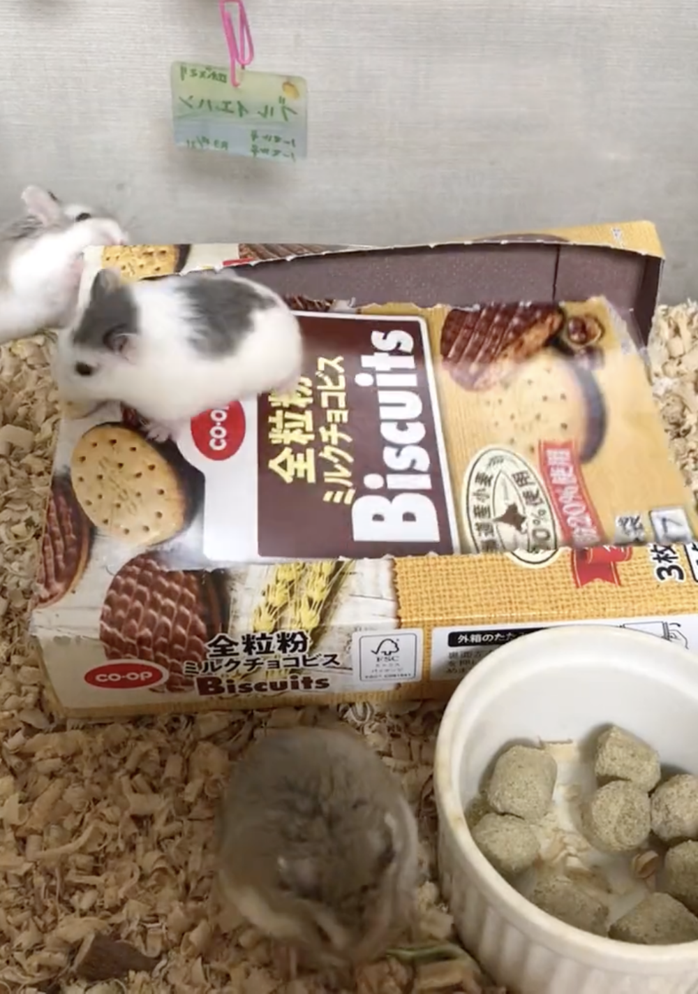 奴才：那不就白運動了...