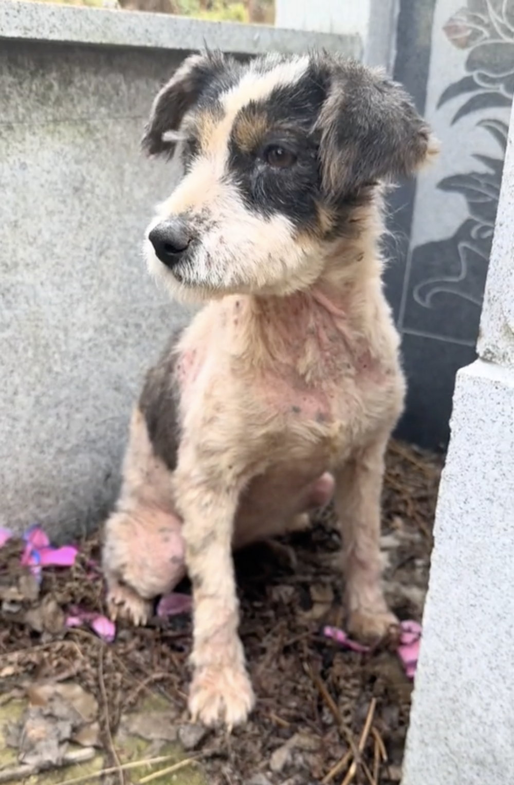 大陸江西省上饒市，一隻極為忠誠的流浪狗，名為「忠寶」，自主人去世後，已經堅守在主人的墓前兩年之久～