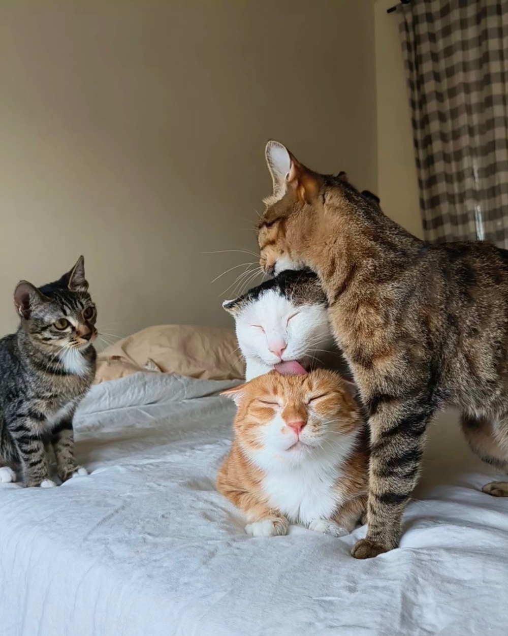 奴才：牠們感情要好啊