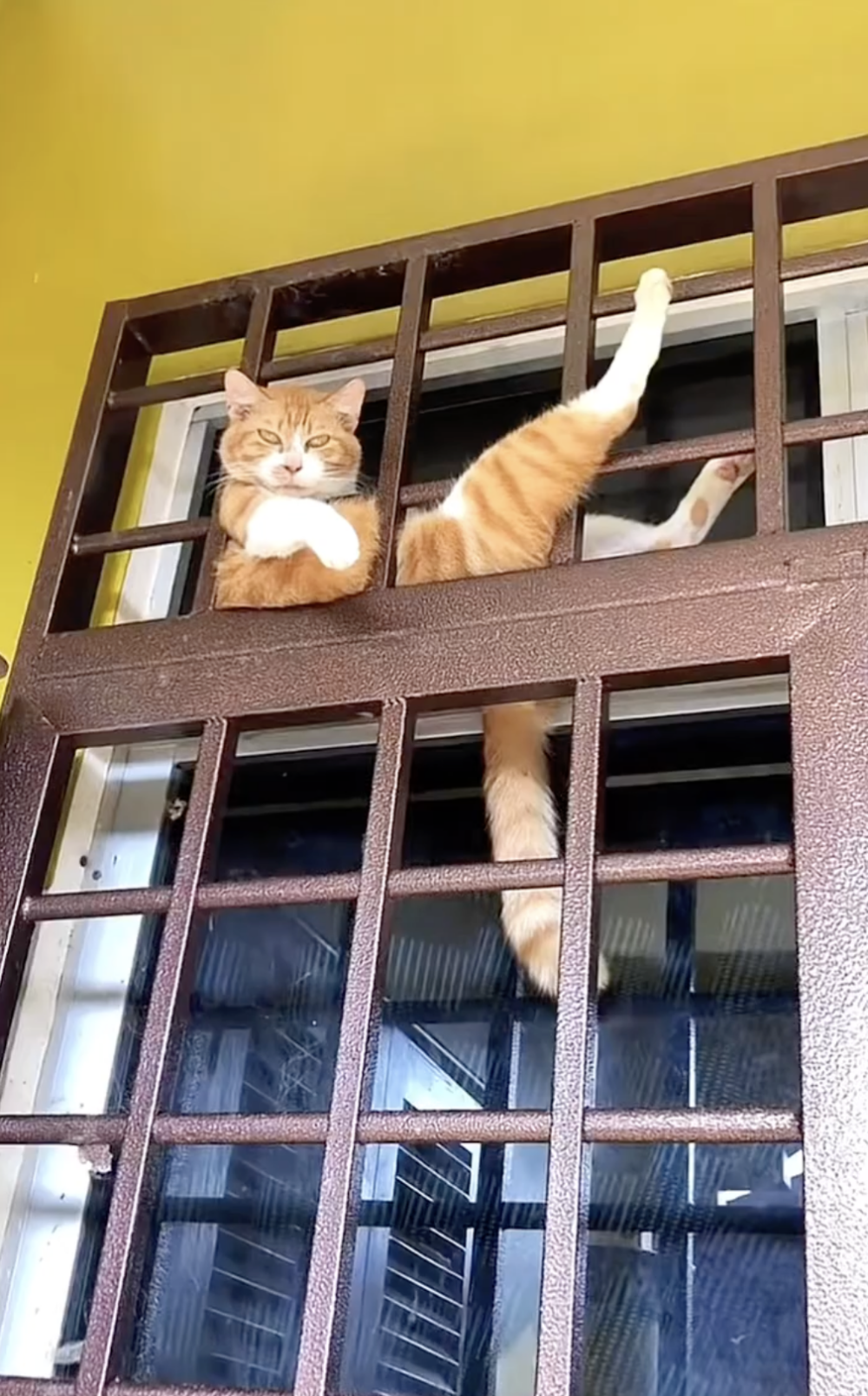 奴才：你還想爬更高嗎？