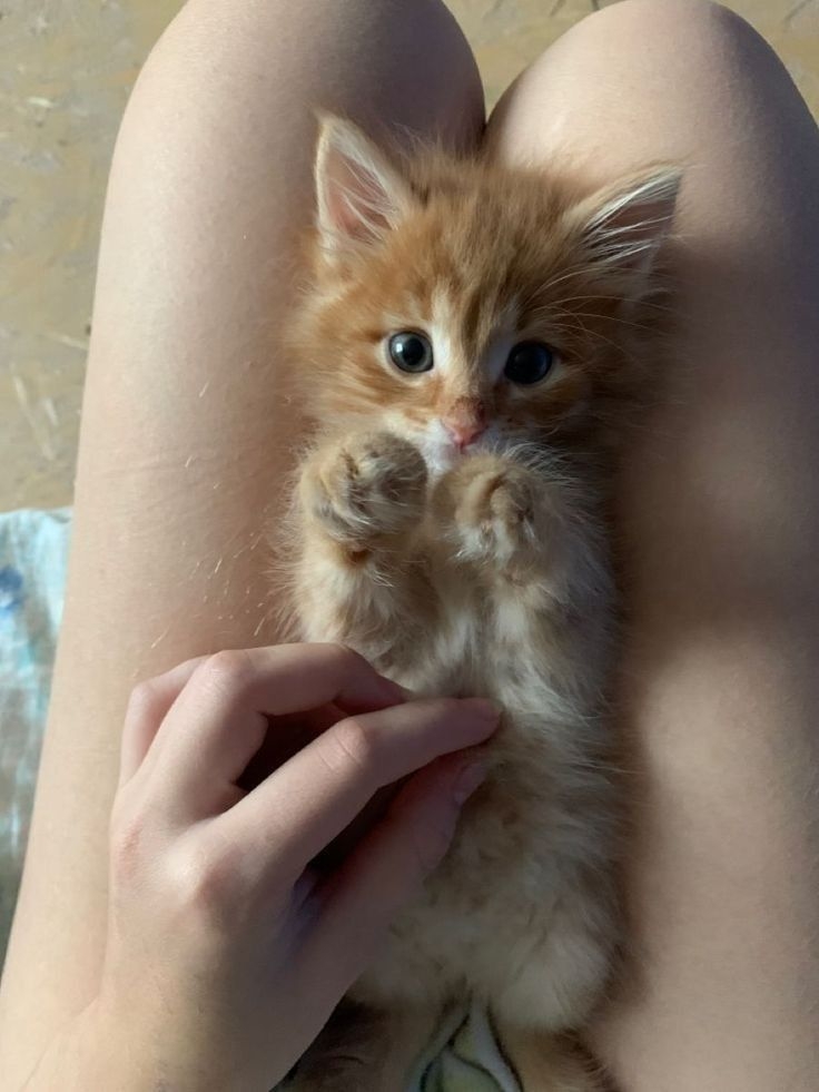 與貓咪建立親密關係需要時間，尤其是對於收養的流浪貓或成貓而言，牠們往往需要更多的耐心與愛心來適應新環境～