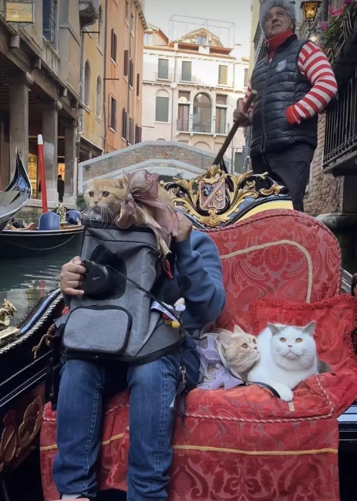 威尼斯更是貓貓們最愛的地方。
