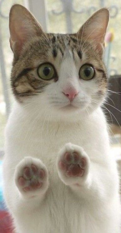 貓咪的肉墊除了具有排汗和釋放氣味的功能外，還可以用來感知人類的步伐頻率～