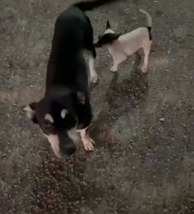 Kopi亦是當地所有流浪貓狗的「大家姐」