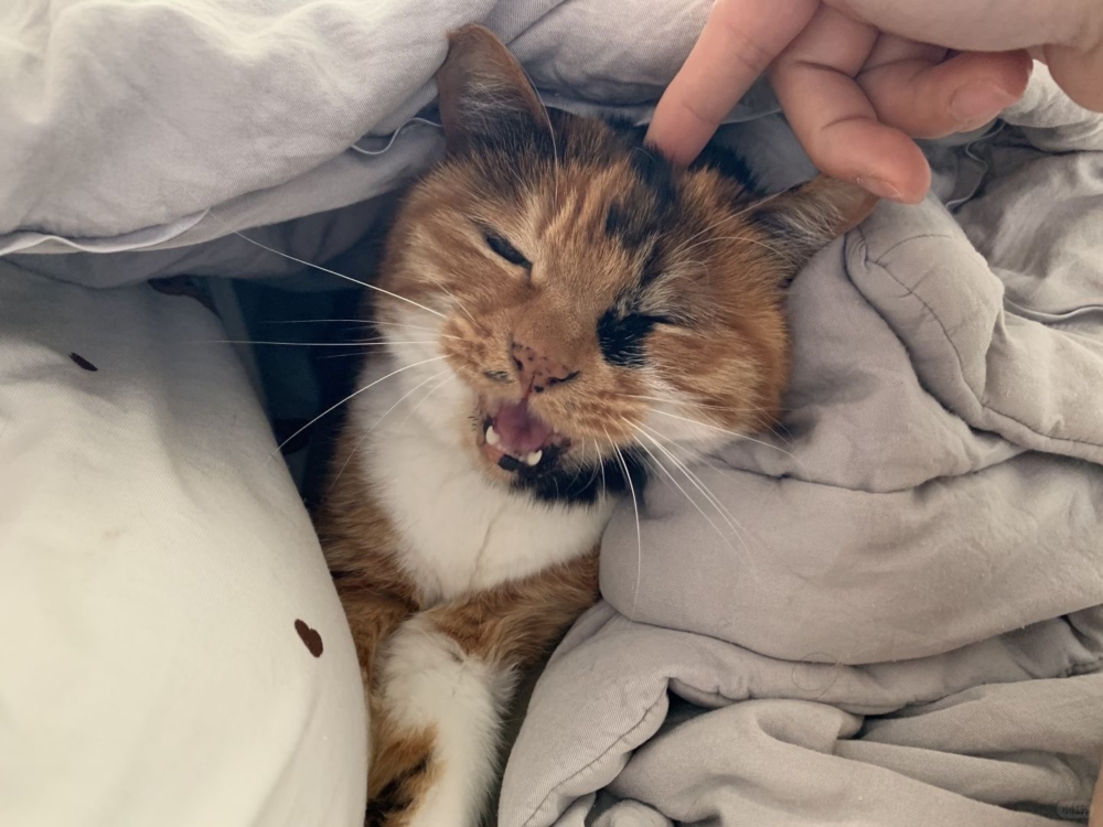 隨著飼主開始重新關注豌豆兒的情感需求，牠的異常行為逐漸改善～