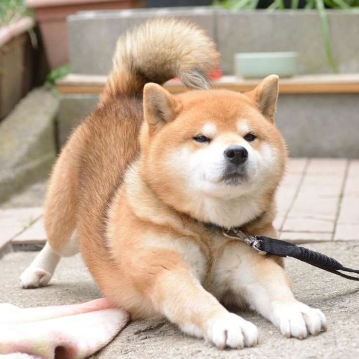 只要平時觀察汪主子的表現，就知道牠的真實個性。