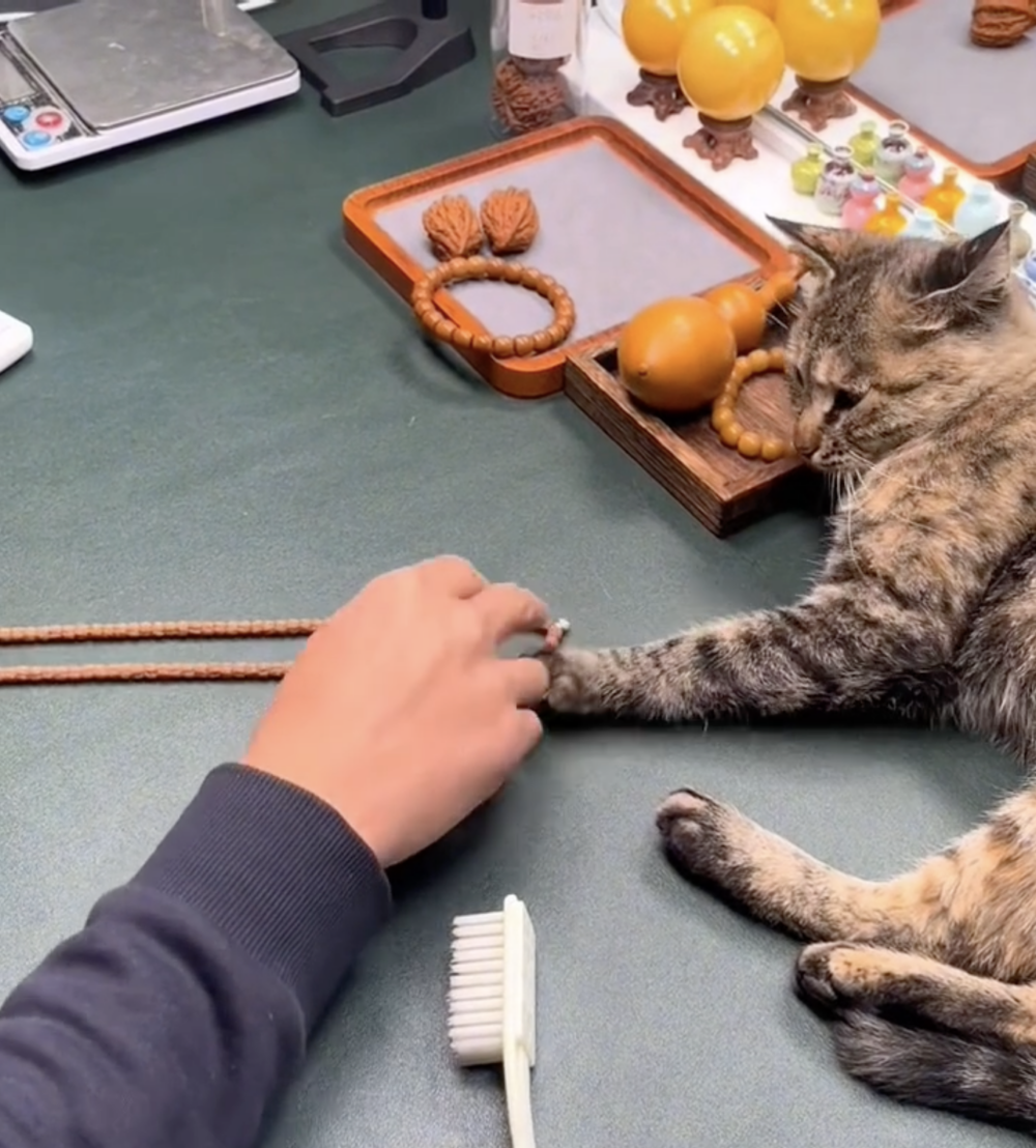 奴才：看來是工資不達預期啊