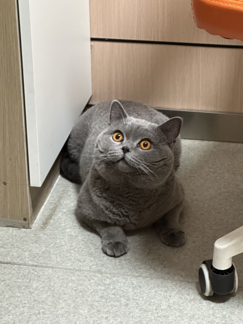 奴才：你一句都聽不進去是吧