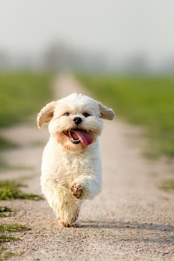 在外面玩，你呼喊小狗要回家，牠會不捨還是上演你追我跑？