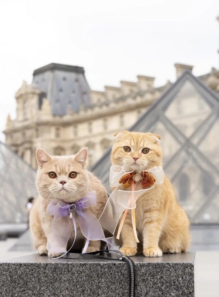 貓貓已走訪10個國家。