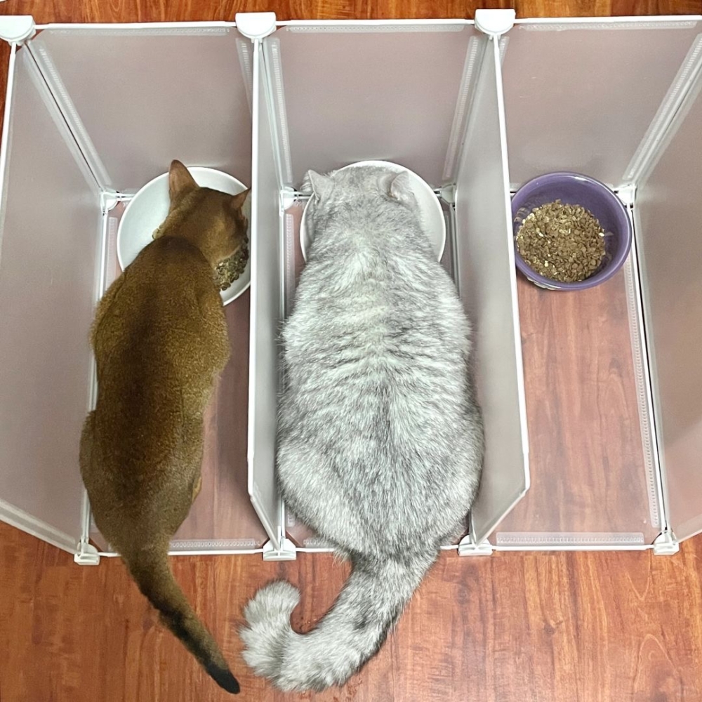 確保每隻貓都有自己的食物、水盆和貓砂盆,減少競爭