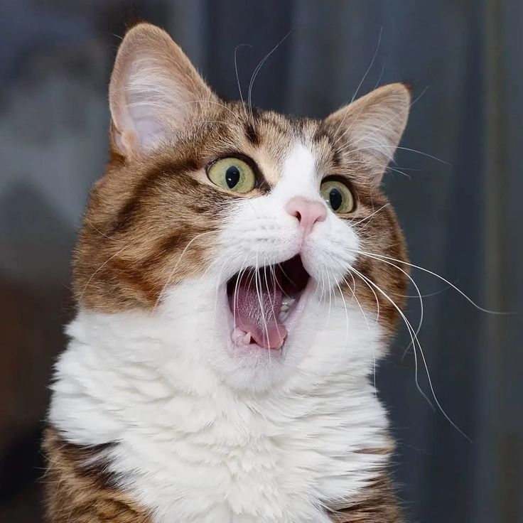 貓咪是極度喜歡規律的動物,當日常生活中出現變化,牠們可能感到焦慮、壓力增大!