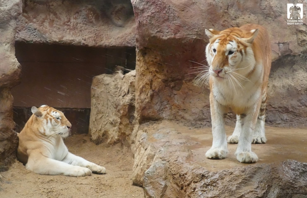 泰國清邁夜間野生動物園近期向公眾介紹一對特別的新成員,三歲的金虎姐妹「伊娃」和「露娜」!