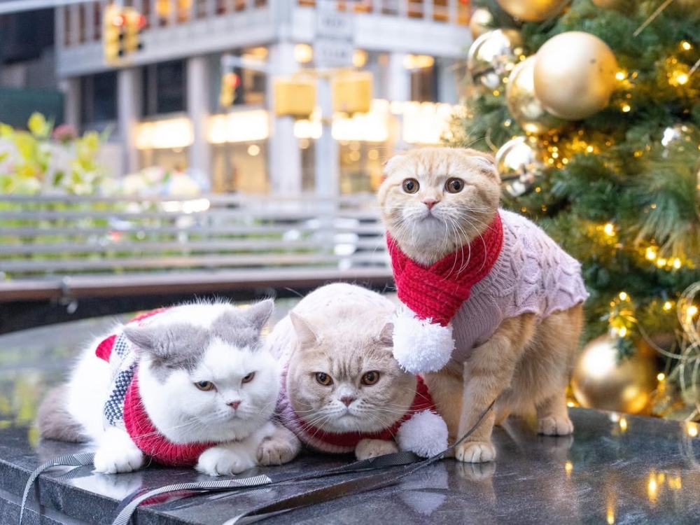 3隻愛貓分別是Sponge Cake、Mocha和Donut。