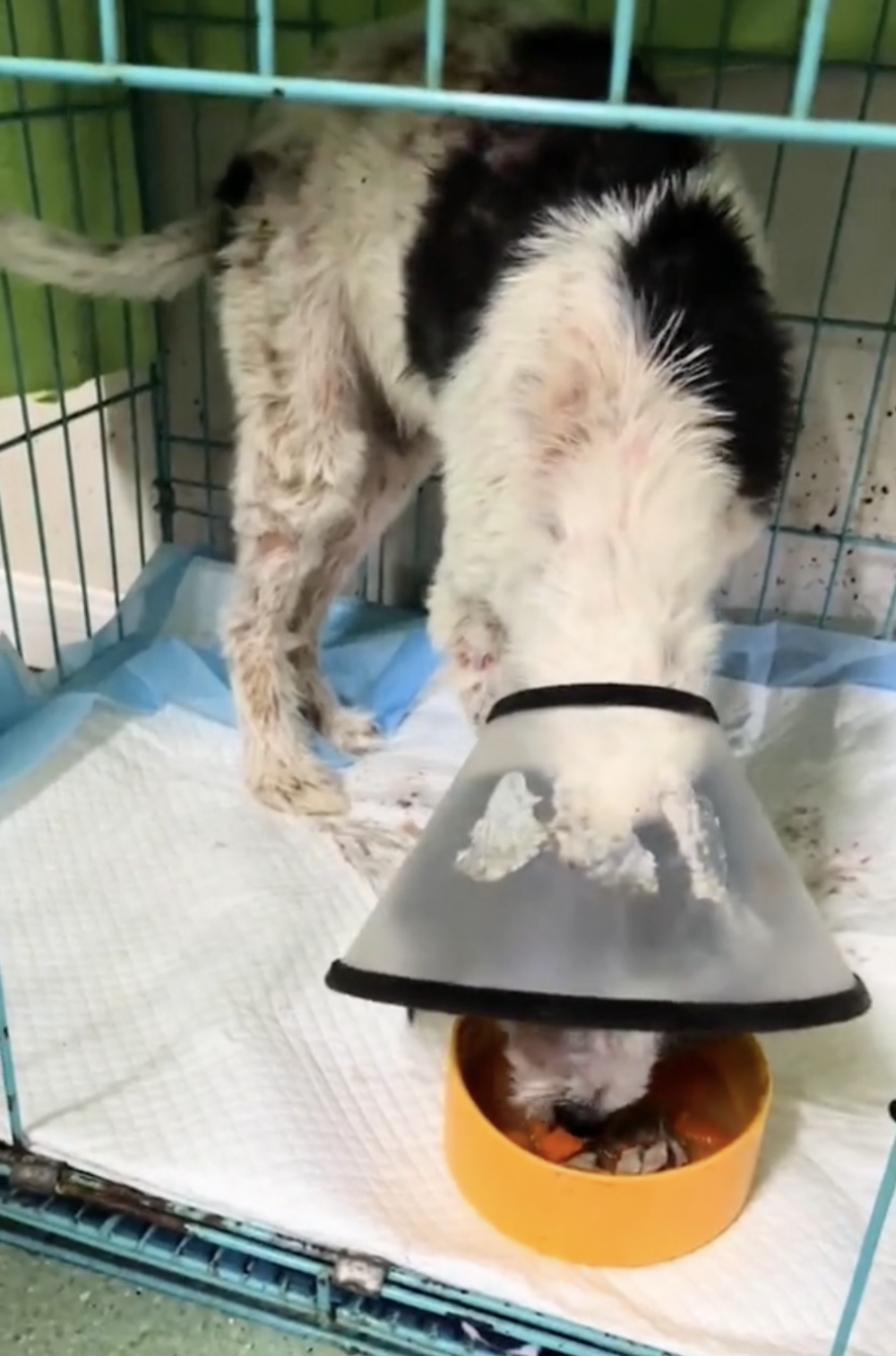 隨著當地動物救助站得知忠寶的情況，牠被送往動物醫院進行治療