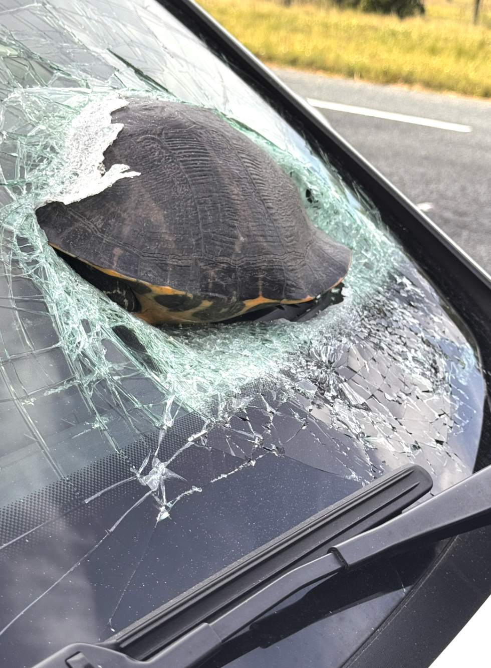 當時,霍爾-艾倫正駕車行駛在公路上,突然間,一隻烏龜以極高速度撞穿她的前擋風玻璃,造成一個大洞~