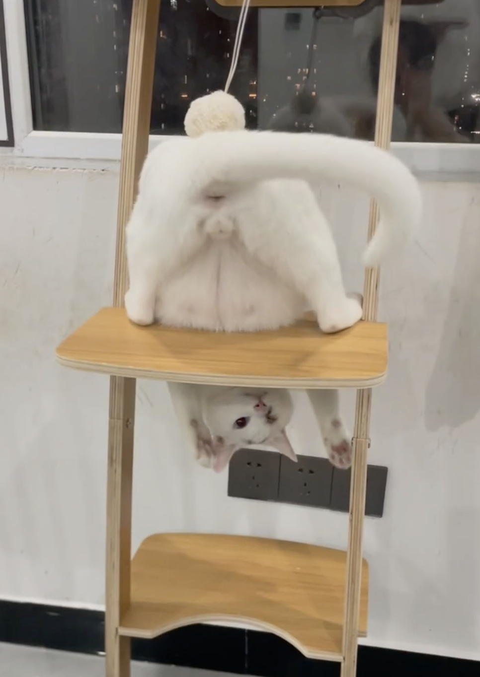 奴才:不認得自己的尾巴嗎?