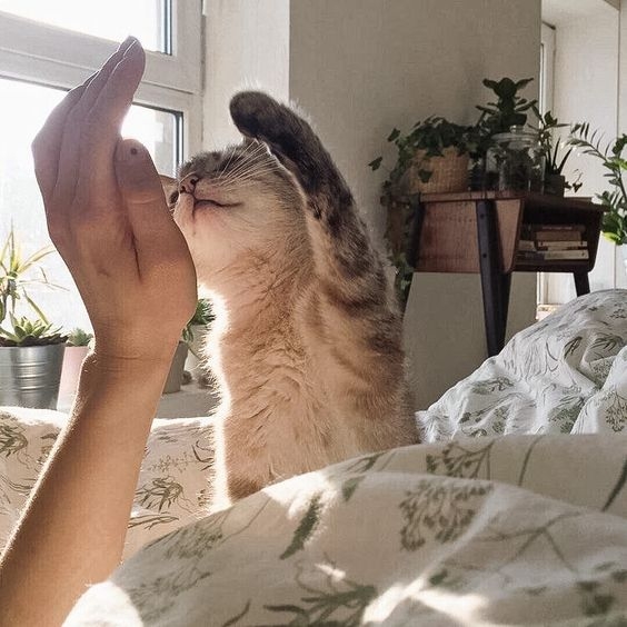 對貓咪來說，這是一種高調的「示愛」，以特別的方式來表達牠們的親密之情！