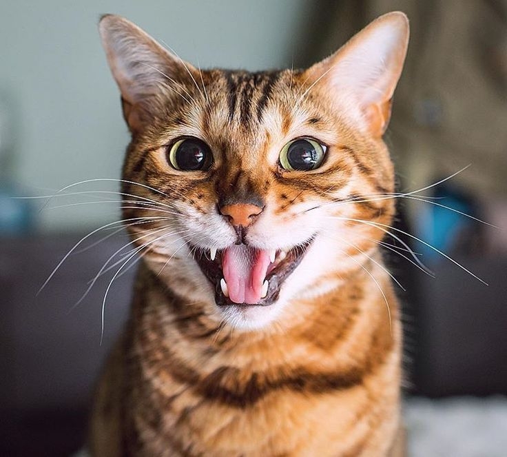 對於貓咪來說,哈氣也是一種設立界限的方式,用來警告對方不要越界!