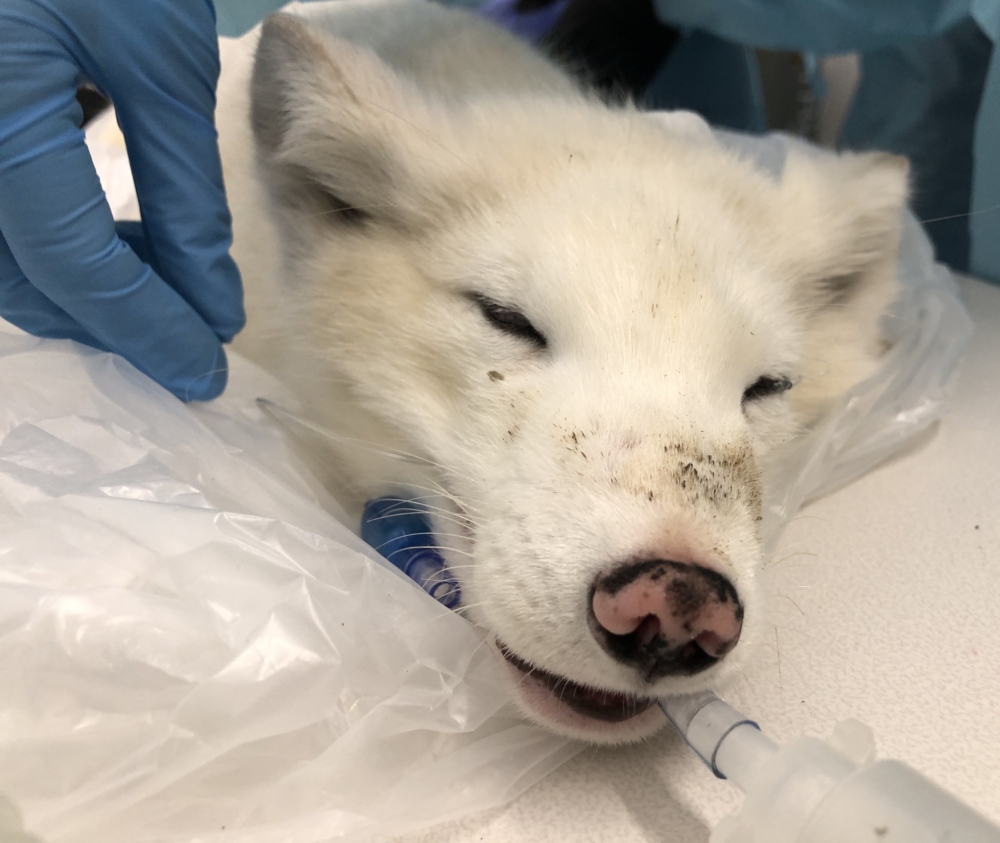 專家推測，這隻狐狸可能曾被人非法飼養，但最終逃逸至野外～