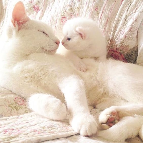 提供一個安靜溫暖的產後休息區，避免外界干擾增加母貓的壓力～