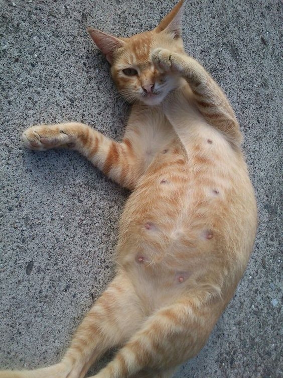 母貓懷孕後，體態和行為會出現顯著變化