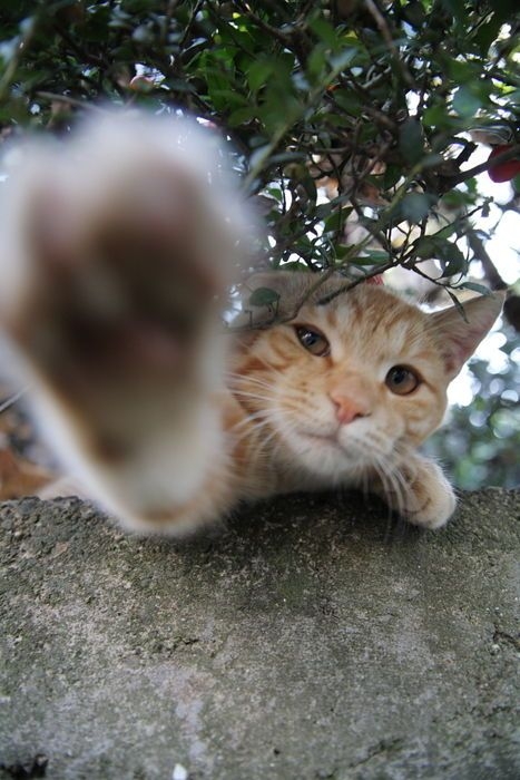 當貓咪用爪輕輕拍你時，可能是在試圖告訴你某些事情