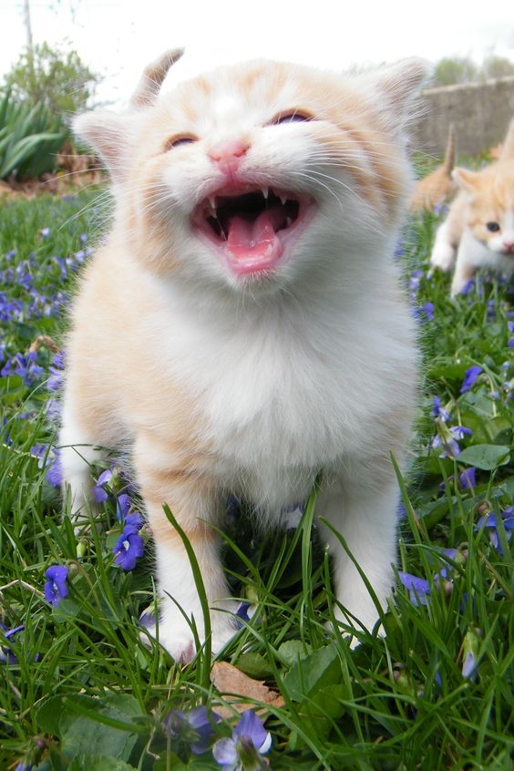 尖銳、短促的「喵！」