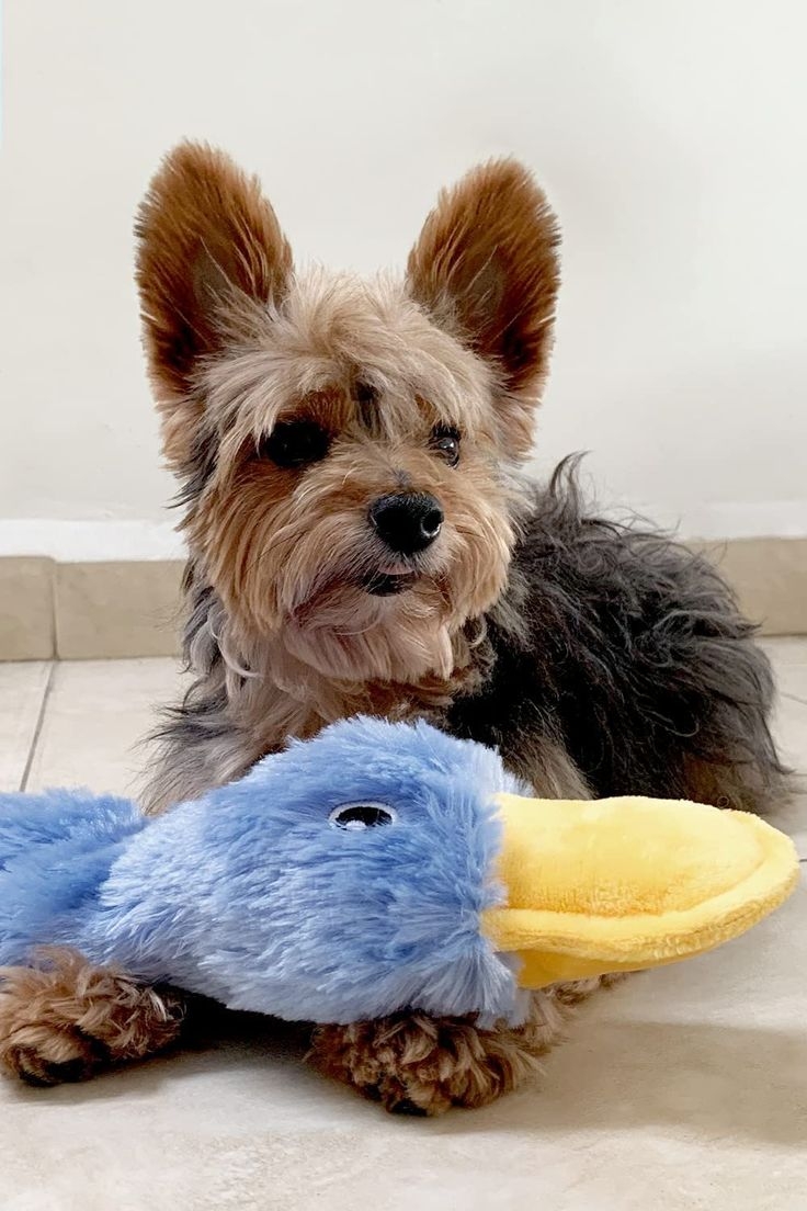 由於狗狗只能看見藍、黃色,這也讓牠們對這兩種顏色的物品更有反應~