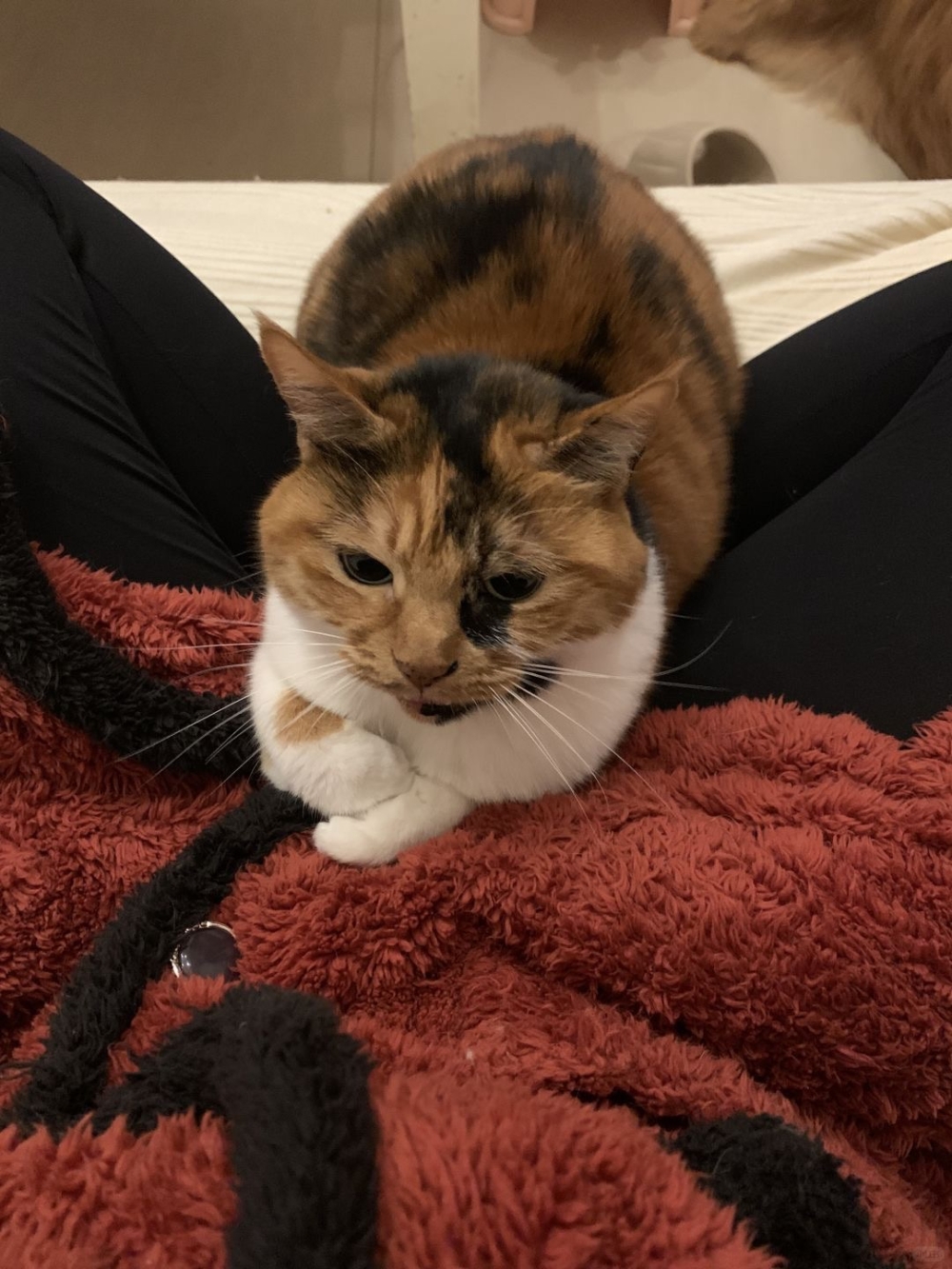 飼主表示，她從2013年起領養了這隻名為「豌豆兒」的三花貓，至今已相伴十一年～