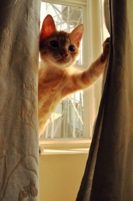 貓咪能從主人的聲音中辨別出不同的音調、語速和音頻特徵，甚至能分辨出某些專屬於主人的音調！