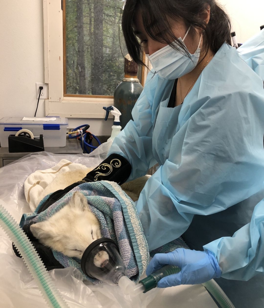 野生動物部門隨即派出專家小組調查這隻不尋常的動物！