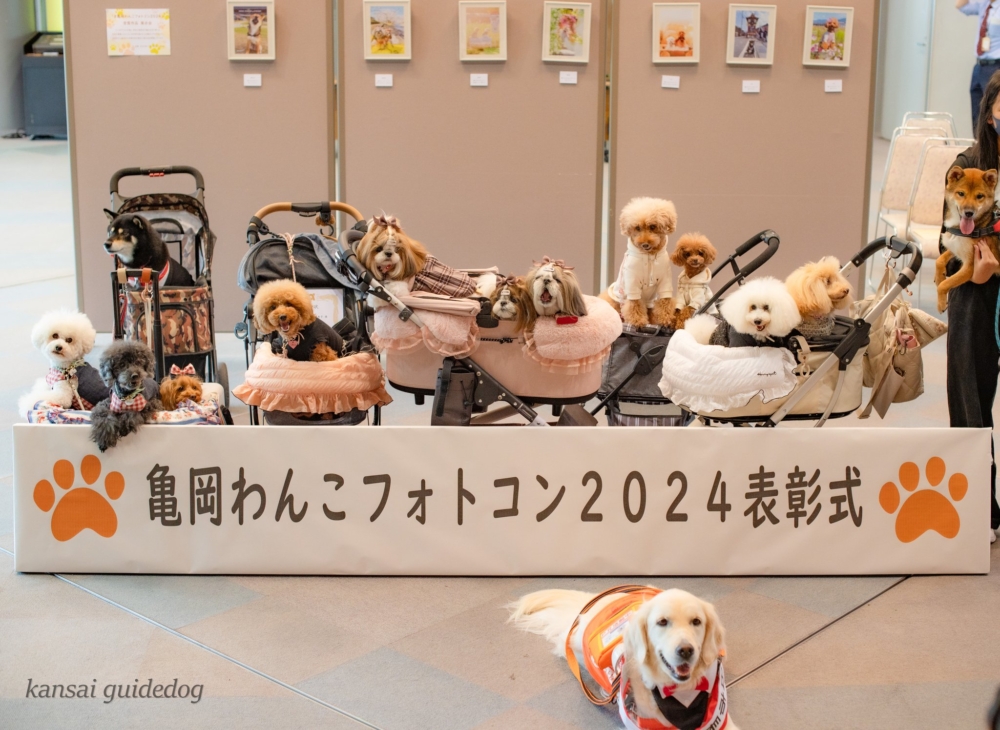 為慶祝此特別的日子，Maggie代表市政府參加市內的狗仔攝影比賽頒獎典禮