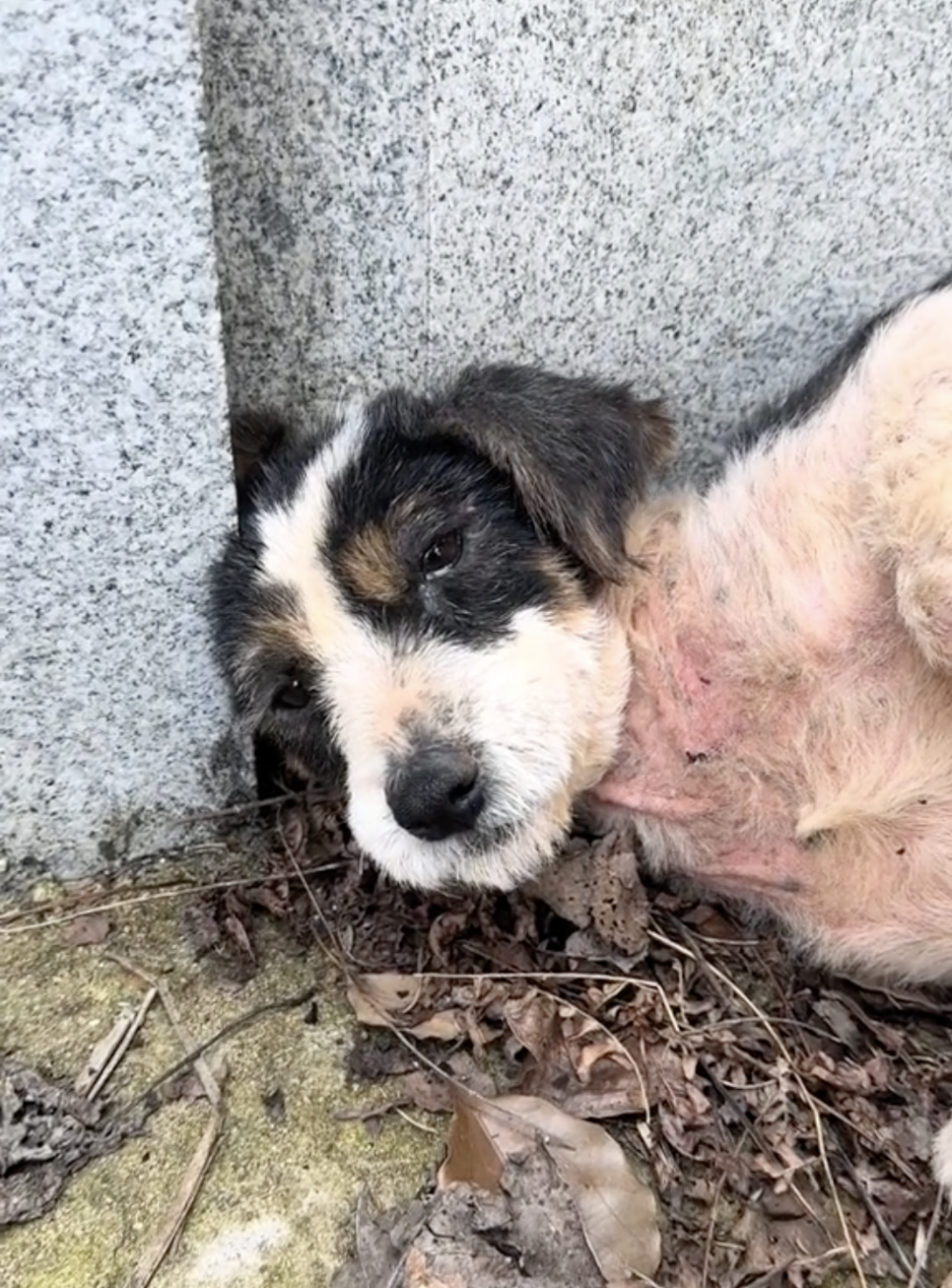 有善心的村民曾將牠收養，但忠寶始終無法放下主人，總是在新主人不注意時偷偷溜回墓地