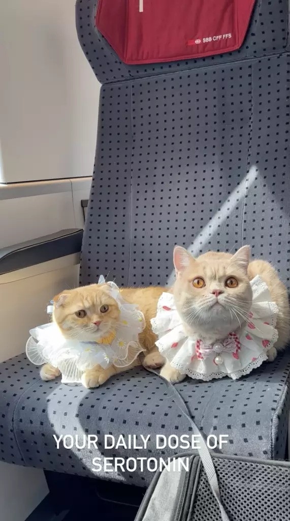 現在Sponge cake、Mocha和Donut已坐慣飛機。