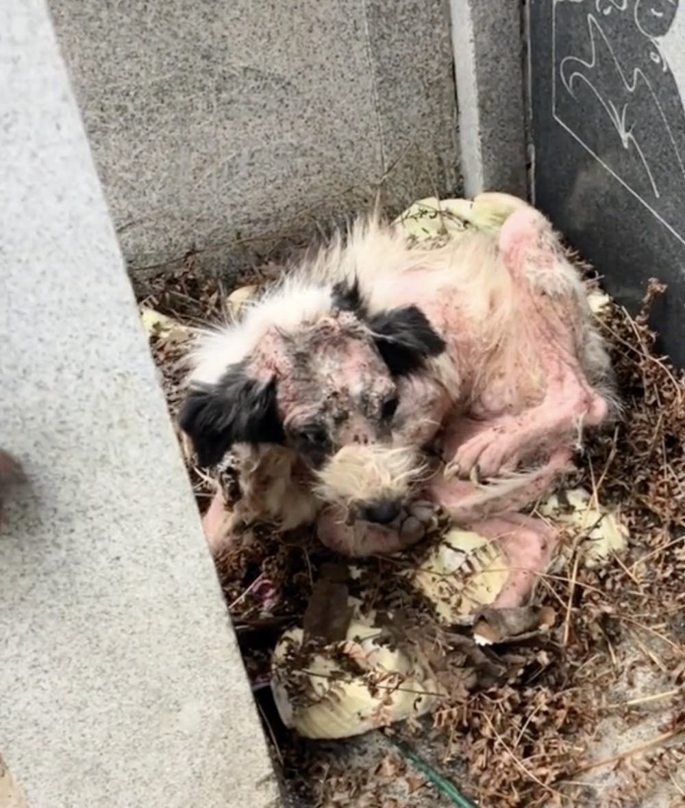 據當地居民回憶，忠寶的主人在兩年前離世後，這隻狗狗每天都會前往山上的墓地守護，不離不棄！