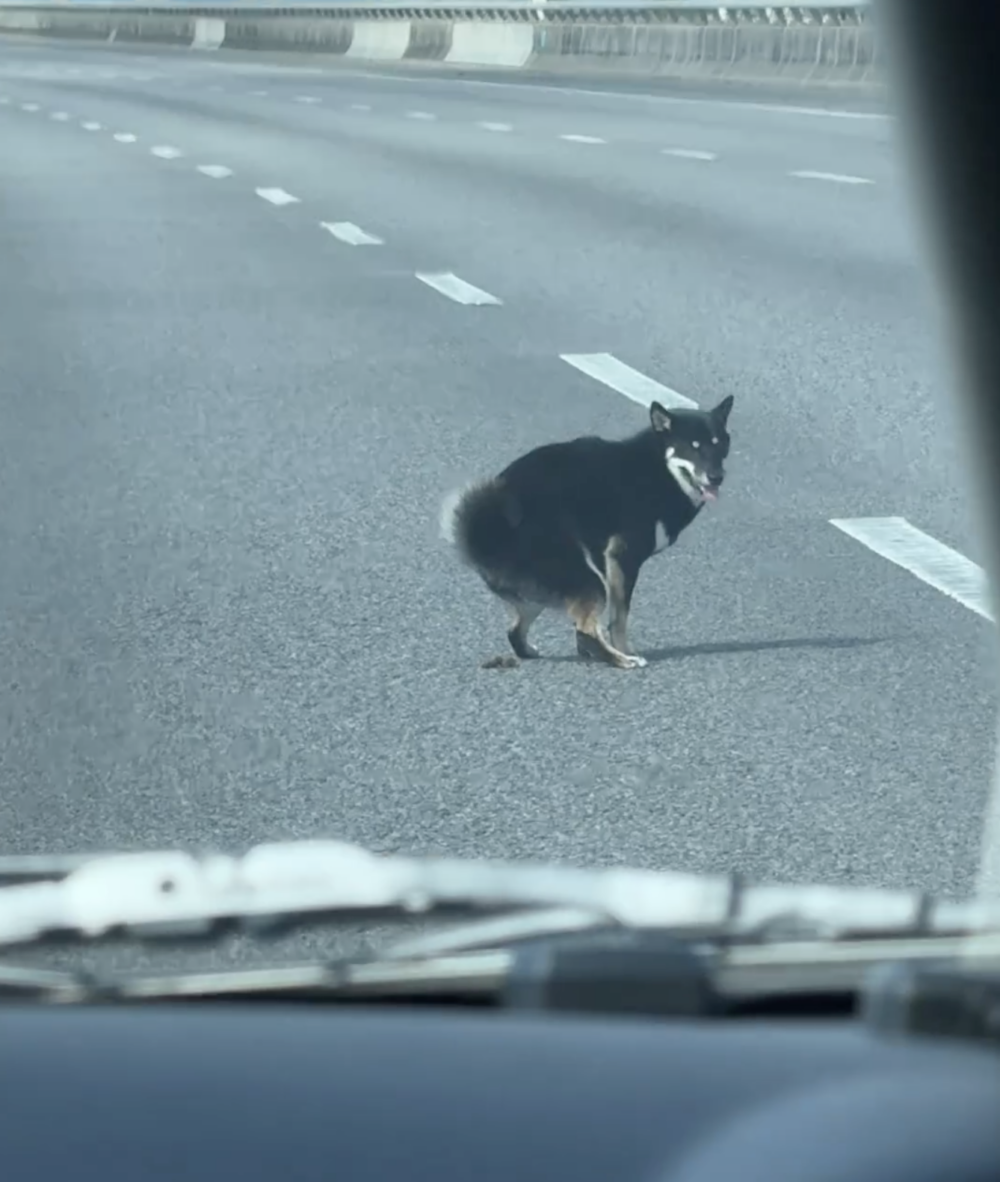這隻柴犬充滿活力地在高速公路上來回奔竄，甚至還在路中央淡定「解放」，讓所有人哭笑不得～