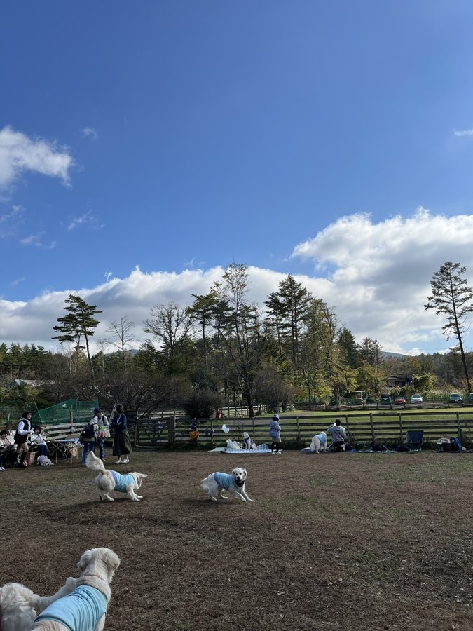 飼主笑說牠每次來到公園都是這樣,完全不敢靠近其他狗狗,好像覺得這樣看著就很安全了!