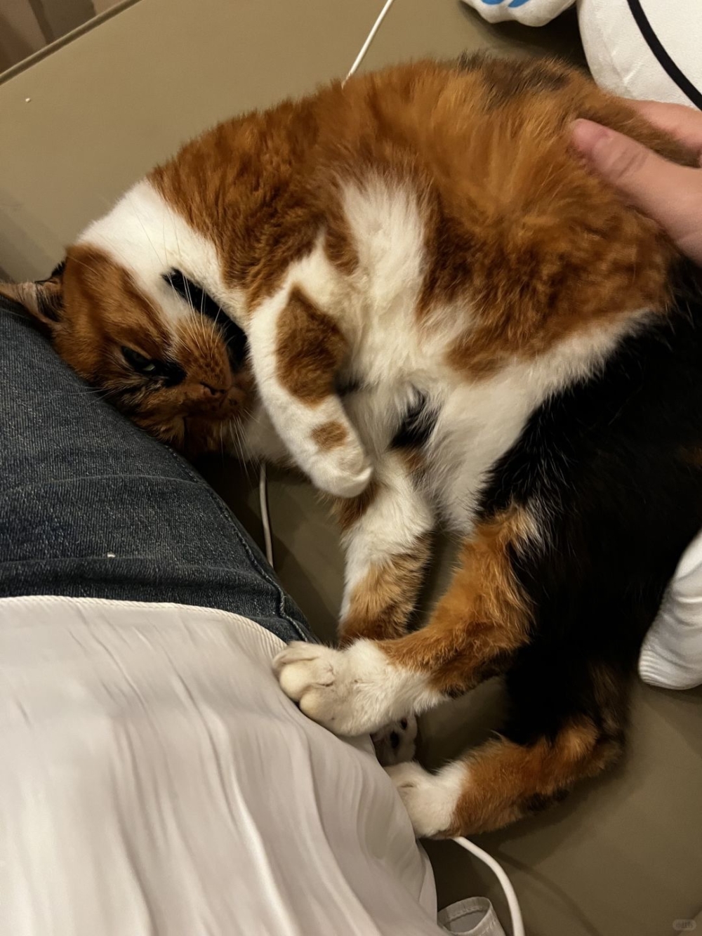 飼主曾為此多次嘗試改善，如提供了兩個超大貓砂盆、隔離牠的活動範圍等，但這些措施均無濟於事