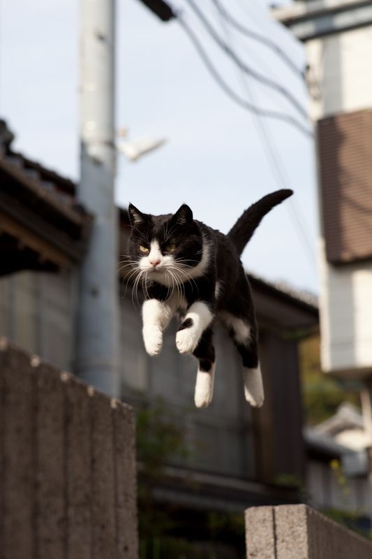 確保貓咪的活動範圍安全，不讓牠靠近未防護的高處！