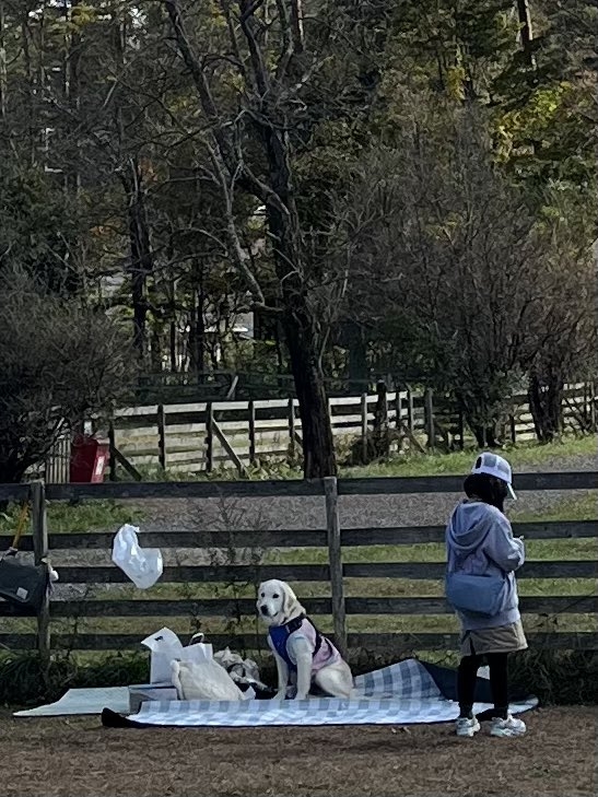 來自日本的一隻6個月大的黃金獵犬「布蘭」在狗狗公園裡表現出完全不同於同類的模樣,彷彿化身「專業顧包員」