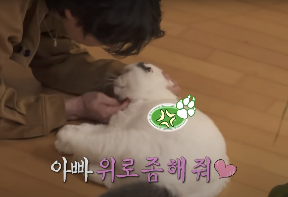 在經歷拔牙過程後，回到家中的安宰賢顯得疲憊不堪，但第一時間仍不忘向家中的愛貓「下酒菜」問候