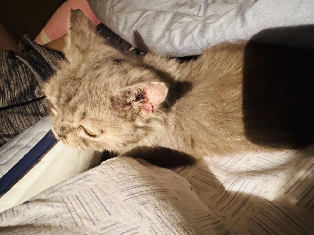 幸好貓咪的食慾良好，提供的食物和藥物牠都會吃光，復原進度頗為順利～