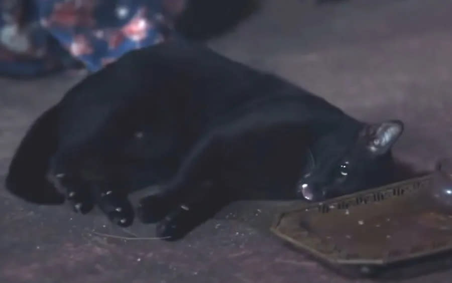 第五集中以真貓出演的被傷害戲碼卻成了焦點！