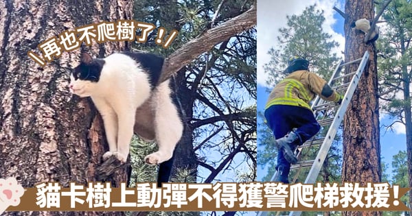 乳牛貓掛樹驚魂記!警察爬梯緊急救援 助貓咪脫離尷尬困境