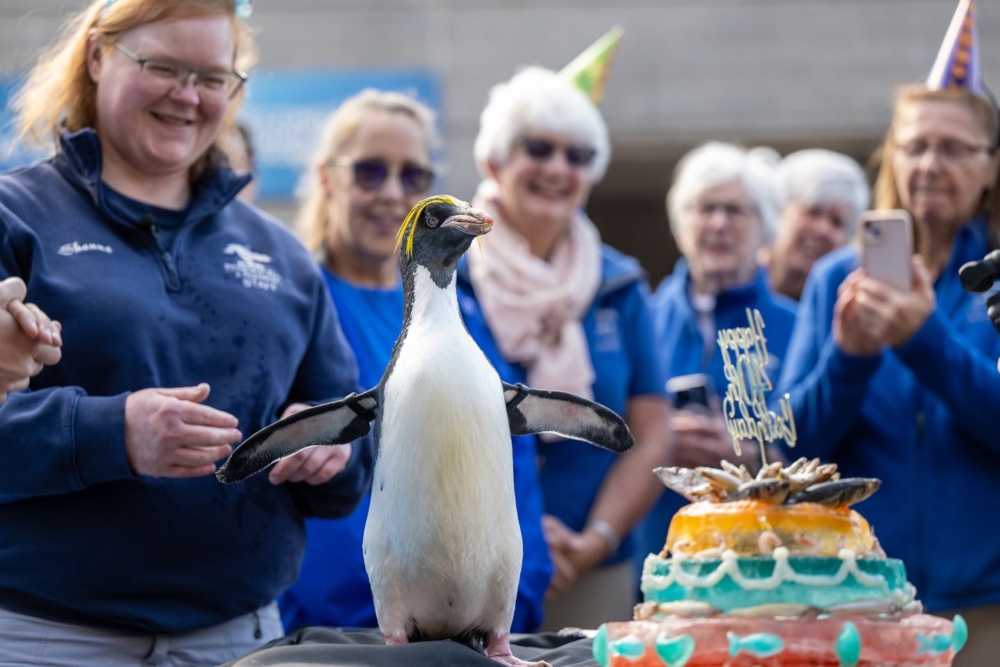 美國匹茲堡動物園暨水族館最近為園內的馬可羅尼企鵝「米奇」舉行了一場溫馨的40歲生日慶祝活動!